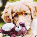 DuckToller